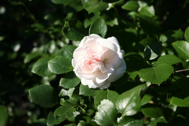 a flower is blooming near many green leaves