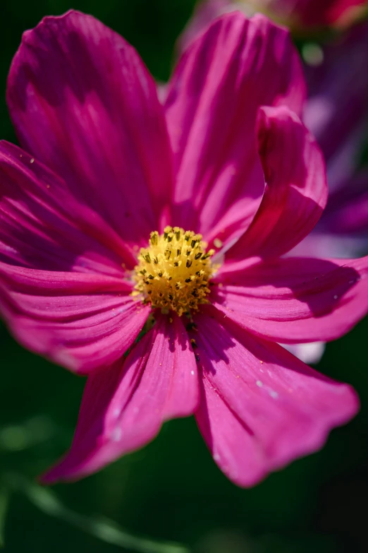 the pink flower has yellow stamen on it