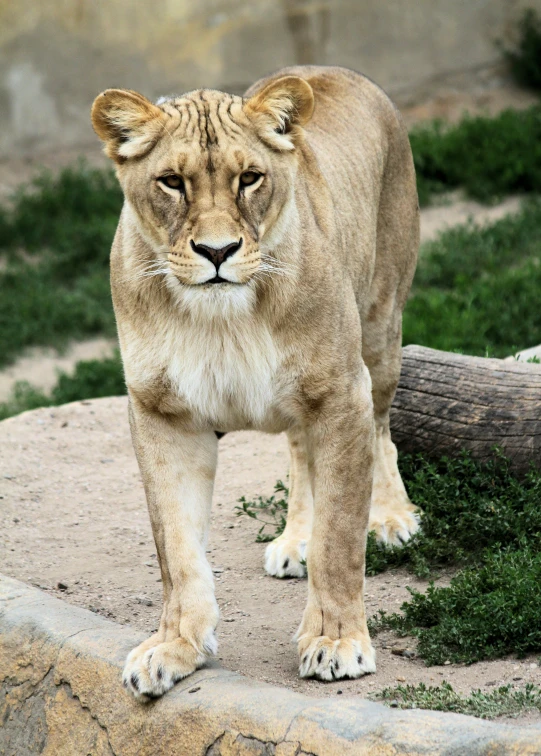 a young lion walking in an enclosed area