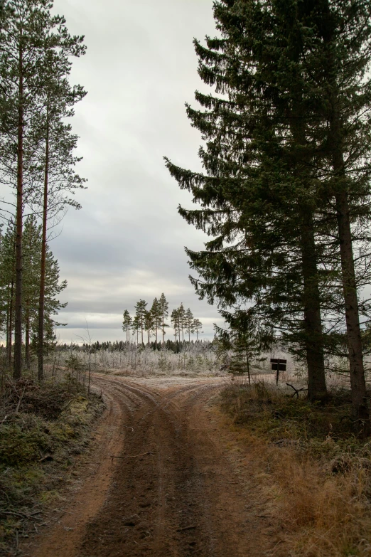 a lonely bench along a wooded dirt road