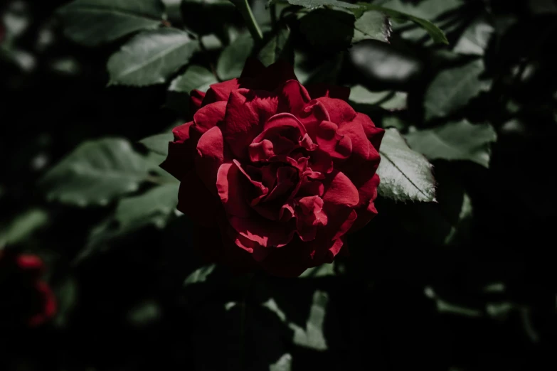 red rose budding in sun through green leaves