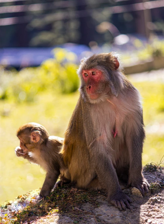 a monkey is holding a baby in the middle of its body