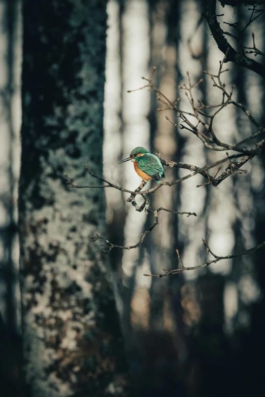 a bird perched on top of a tree nch