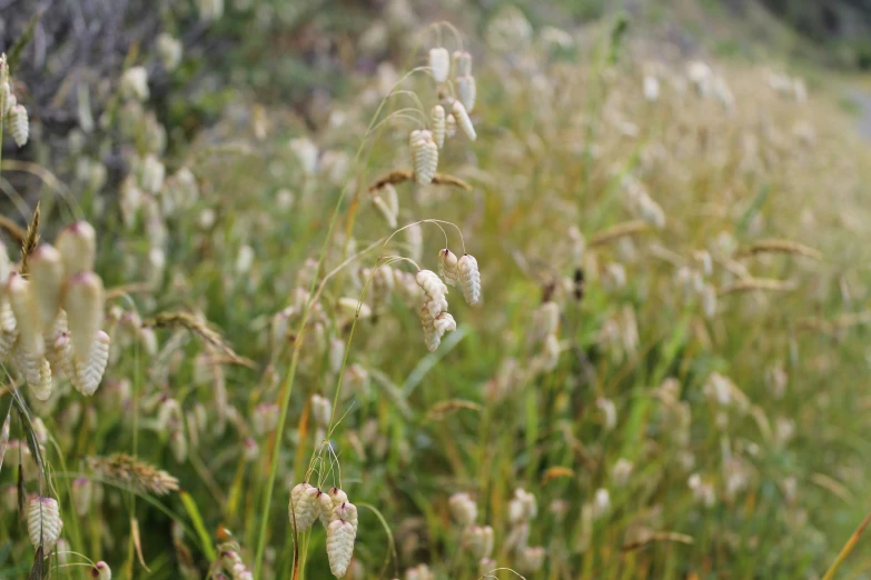 a field with very tall grass and flowers growing