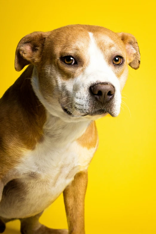 a brown and white dog is looking into the camera