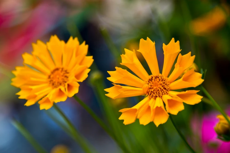 a group of small yellow flowers next to each other