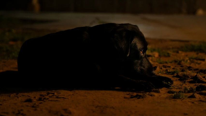 a dog that is laying on the ground