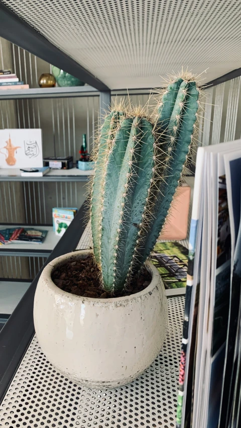 a large green cactus sitting in a cement pot