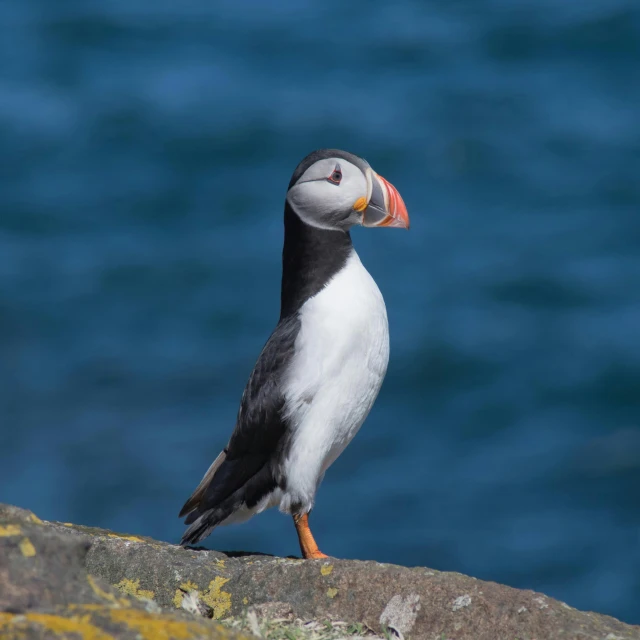 a white black and orange bird stands on a rock