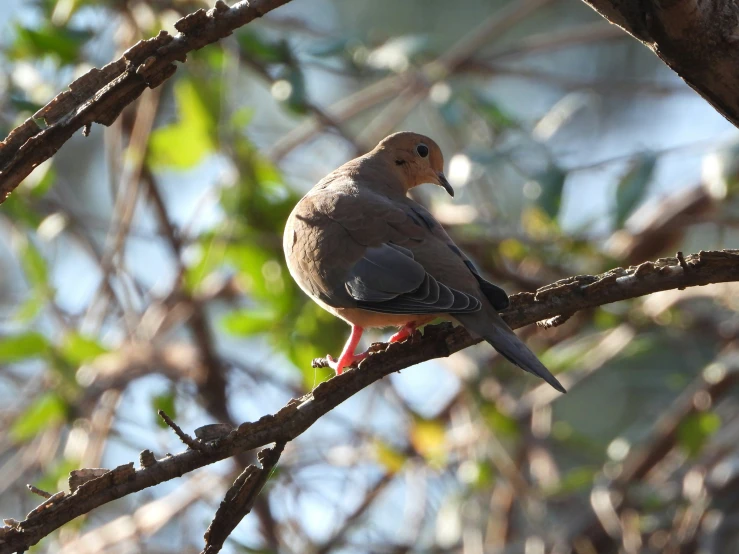 the pigeon is perched on the nch outside