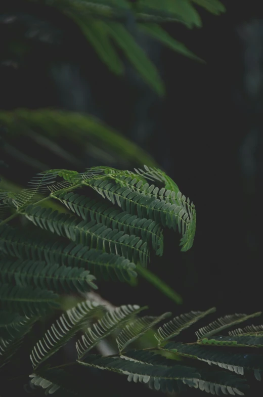 a close up of some green plants with black background