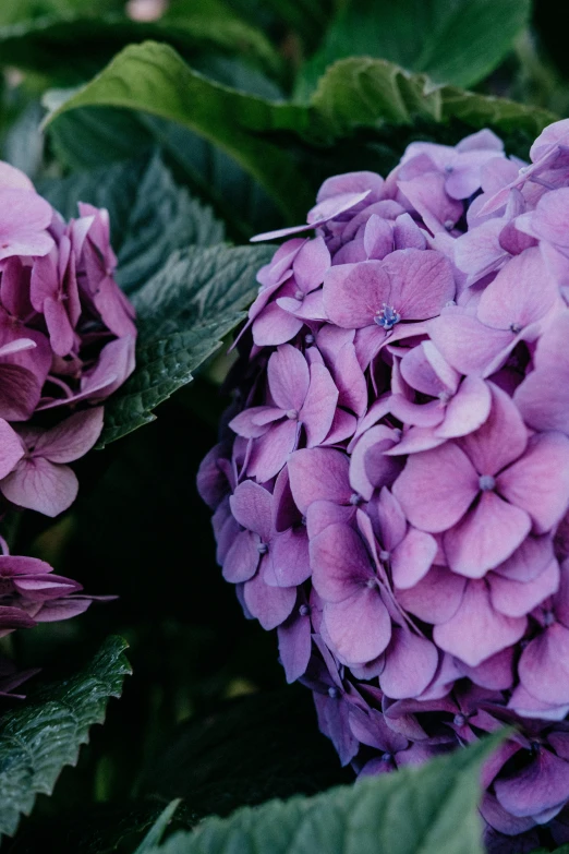 two purple flowers that are on the side of a bush