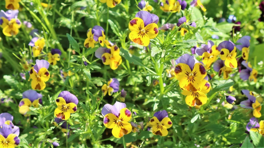 a field filled with purple and yellow flowers