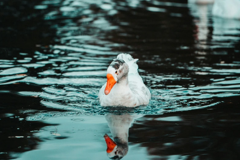 a white bird is swimming in the water