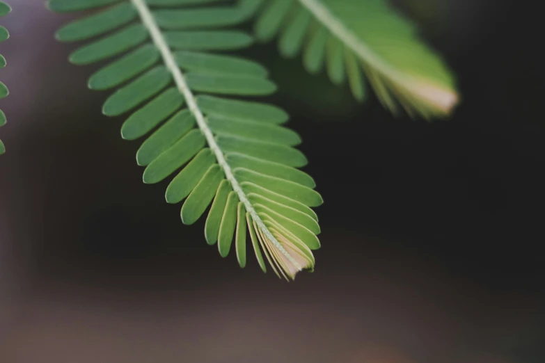 some big leaf next to it sitting on a table