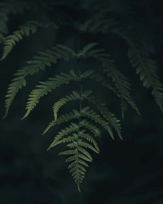 closeup of a plant showing green leaves