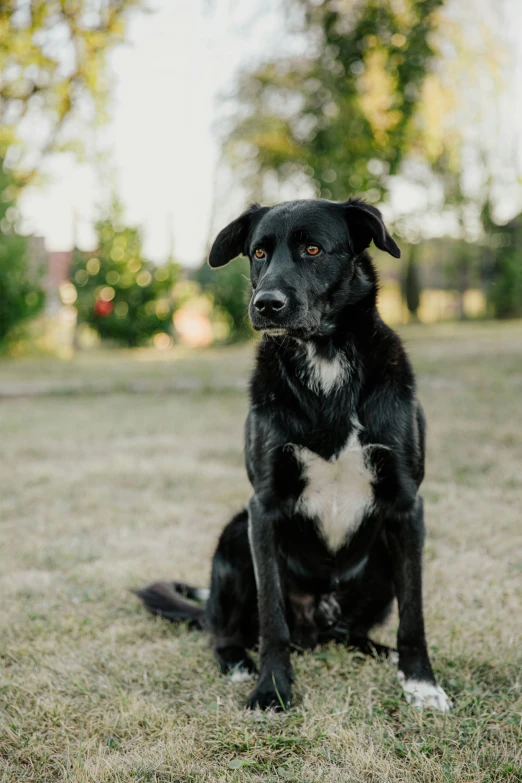 a black dog sits in the grass in the daytime