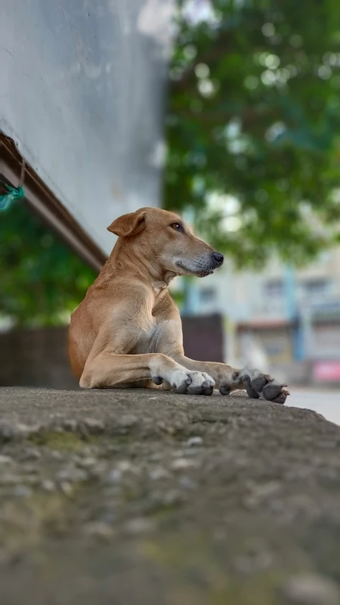 a dog sitting on top of a cement ground