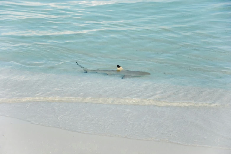 a lone fish floating in the ocean near a beach