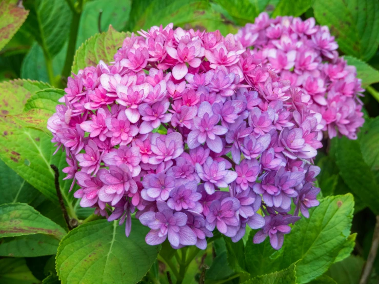 some purple flowers are growing out of the green leaves