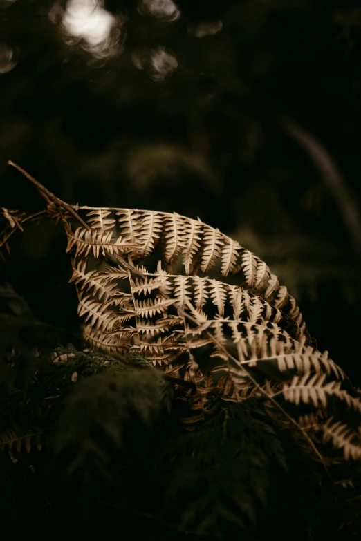 fern fronds lit up in the night sky