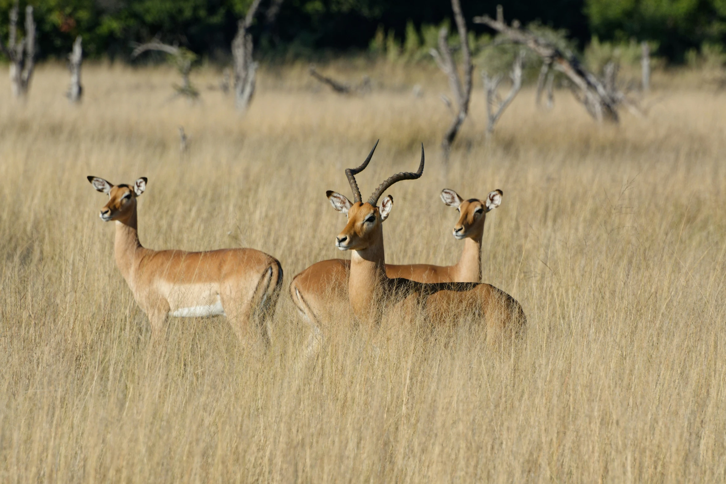 three animals are walking in the tall brown grass