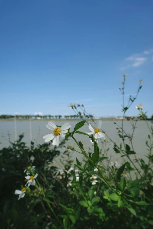 flowers growing on a plant with a body of water in the background