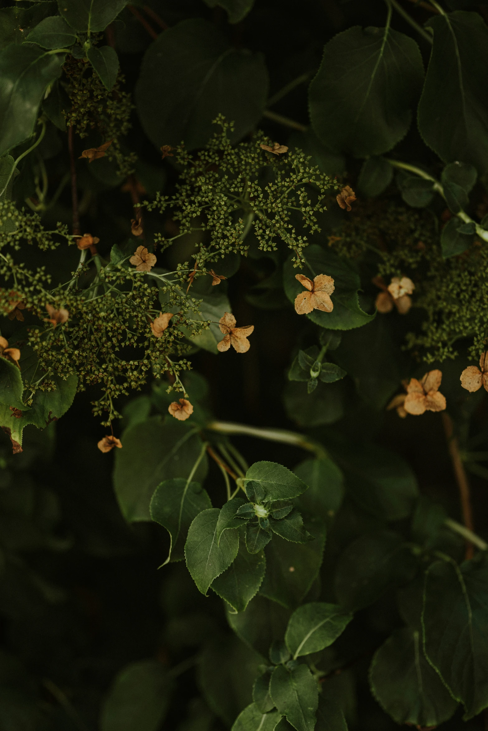 flowers are in the dark with leaves