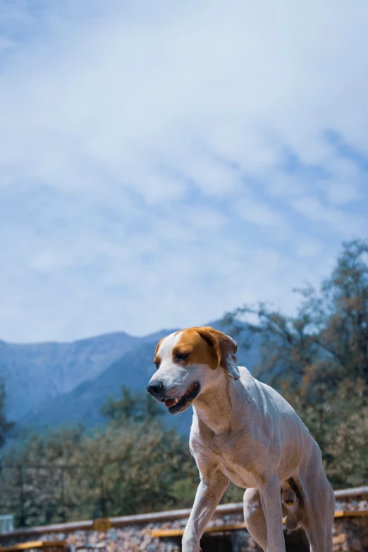 a small white dog with brown ears playing on a field