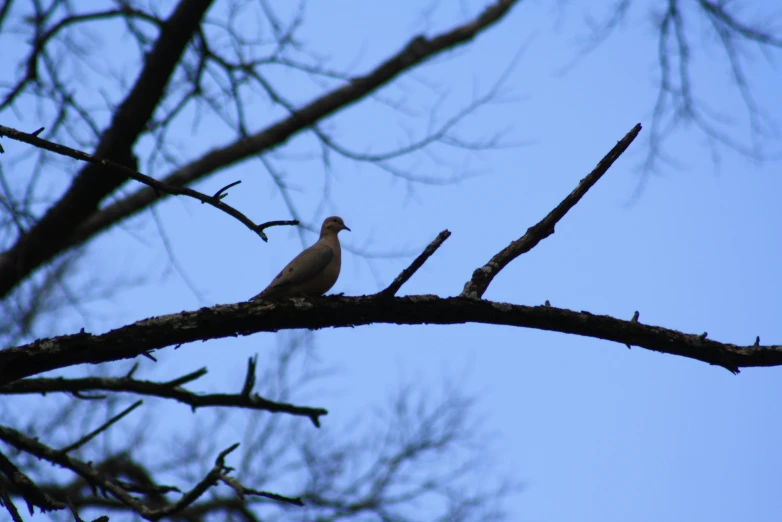 bird perched on nch of tree against blue sky