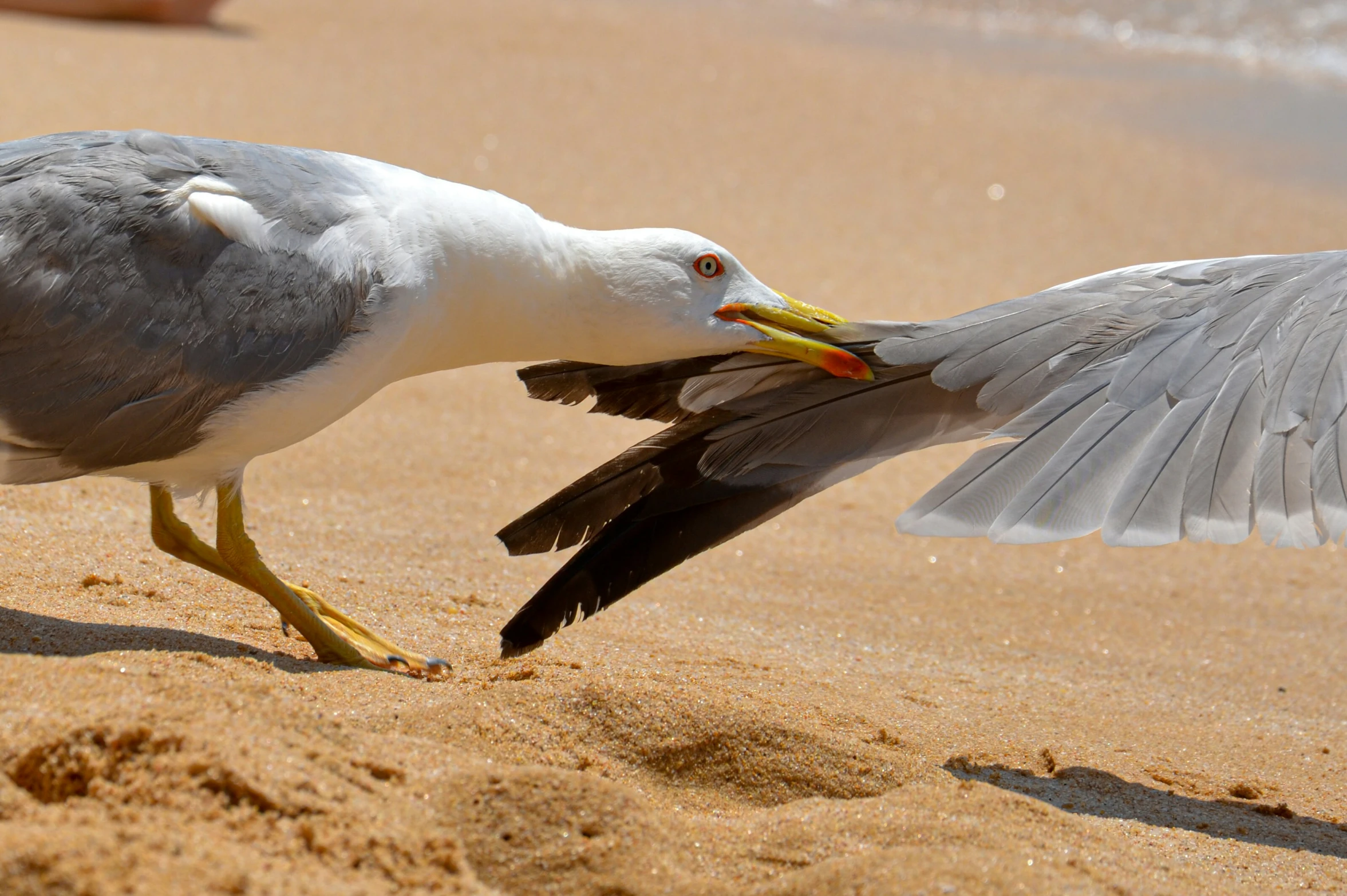 two birds are fighting each other on the beach