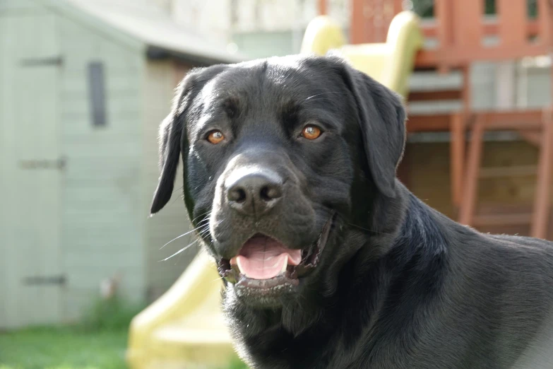 a black dog is sitting in the grass