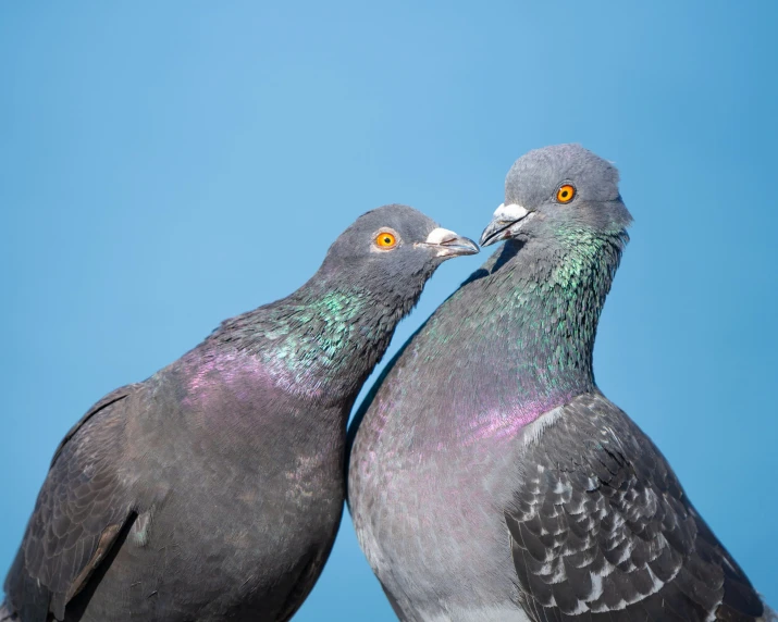 two pigeons stand with their heads in each others beaks