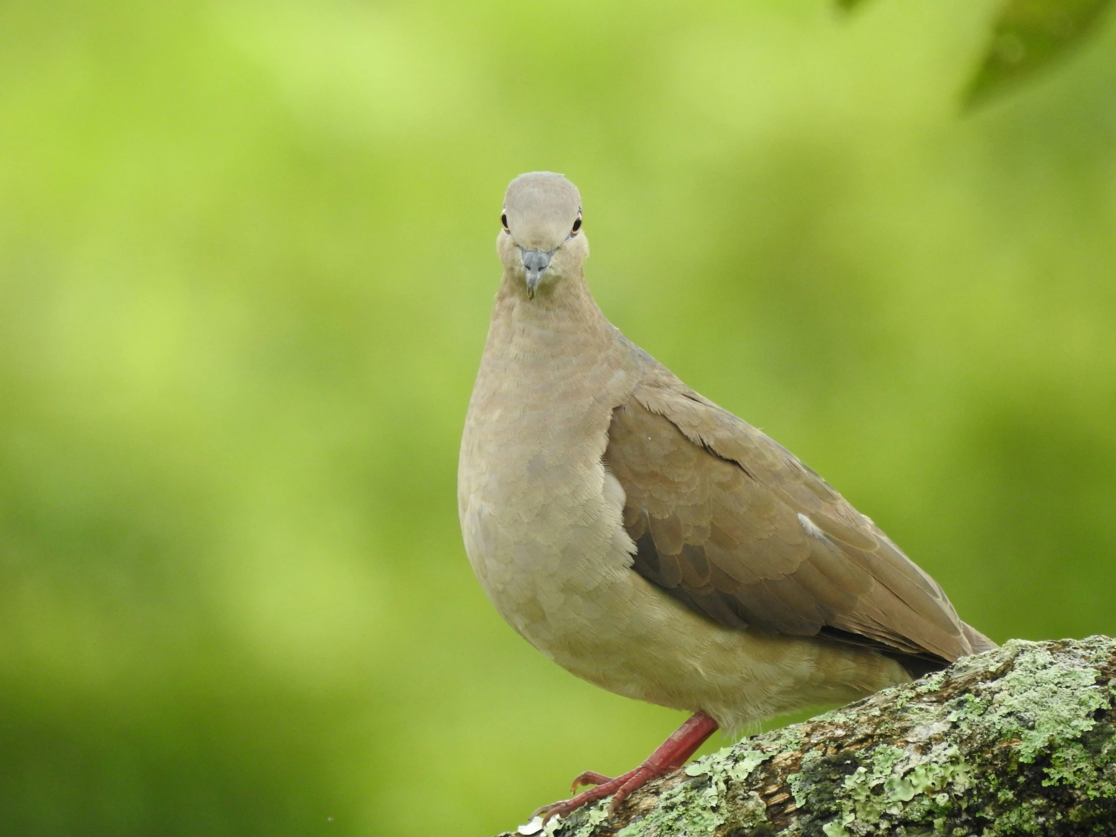 a gray and brown bird is on a mossy nch