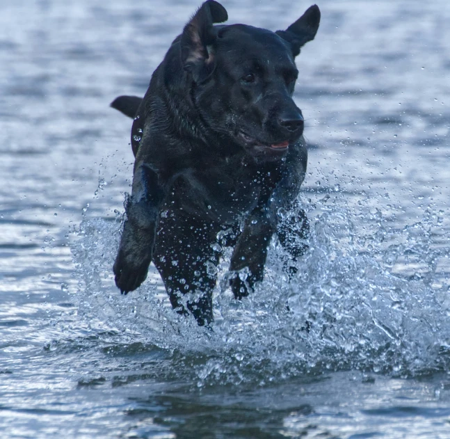 a black dog jumping into the water with its head inside the water