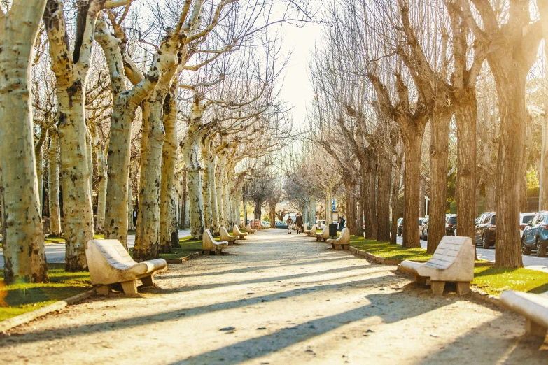 trees on both sides of the road and benches lining each side