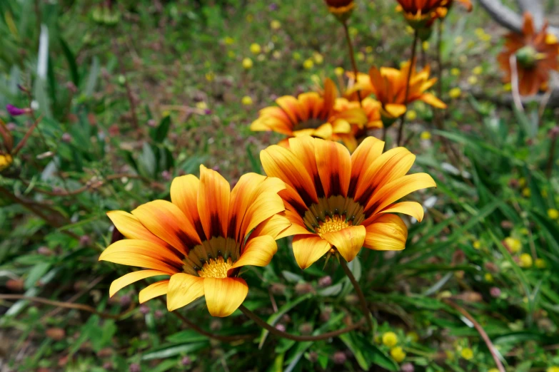 orange flowers and green leaves are blooming in the grass