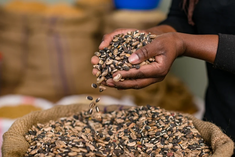 a man is scooping seeds into a bag of brown beans