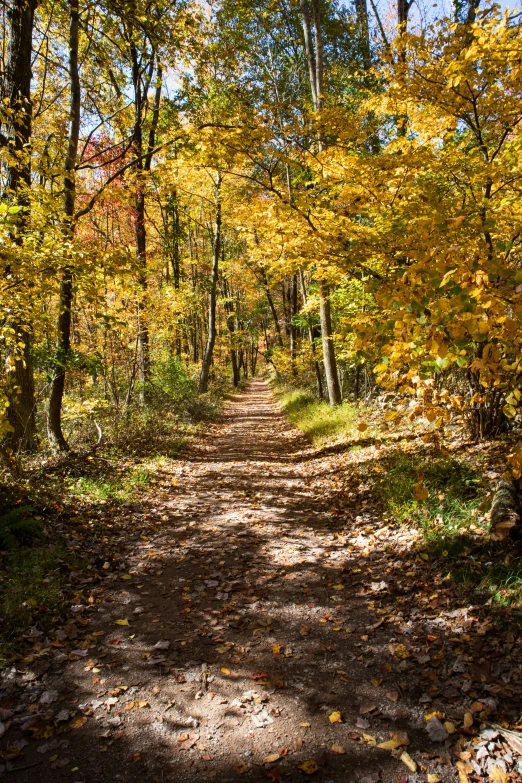 a dirt path surrounded by trees and yellow leaves