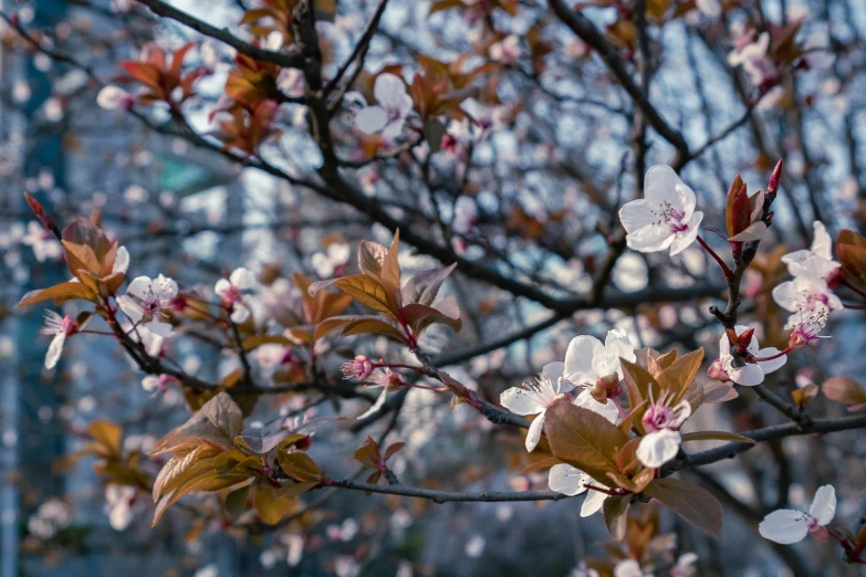 a tree that has some white flowers on it