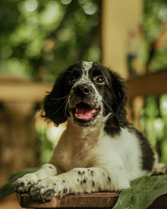 a small dog sitting on a wooden platform