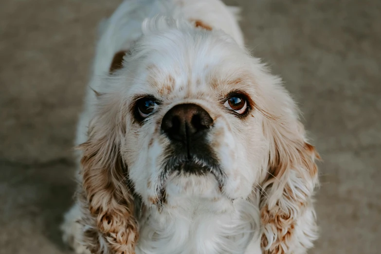 an adorable, white cocker spaniel looking up