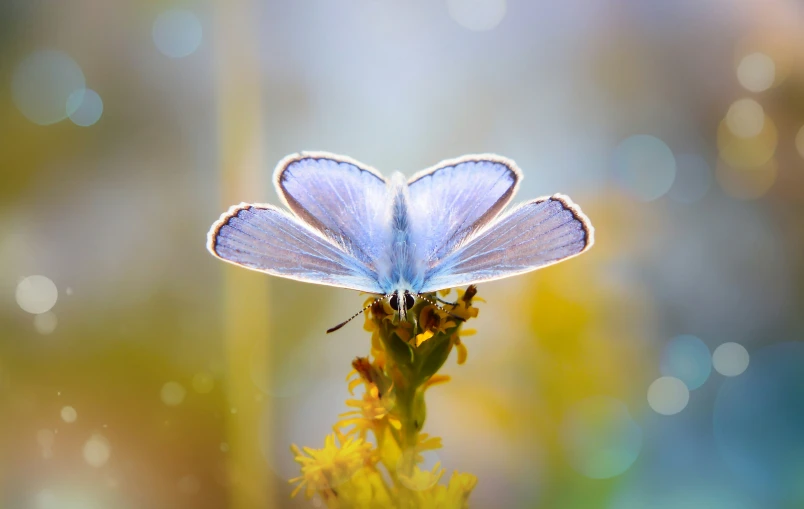 the small erfly is sitting on top of the flower