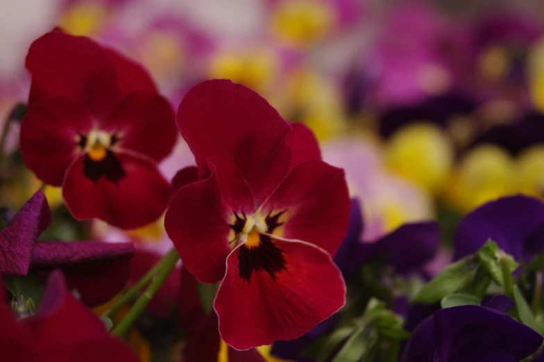 a couple of red flowers are in a bouquet