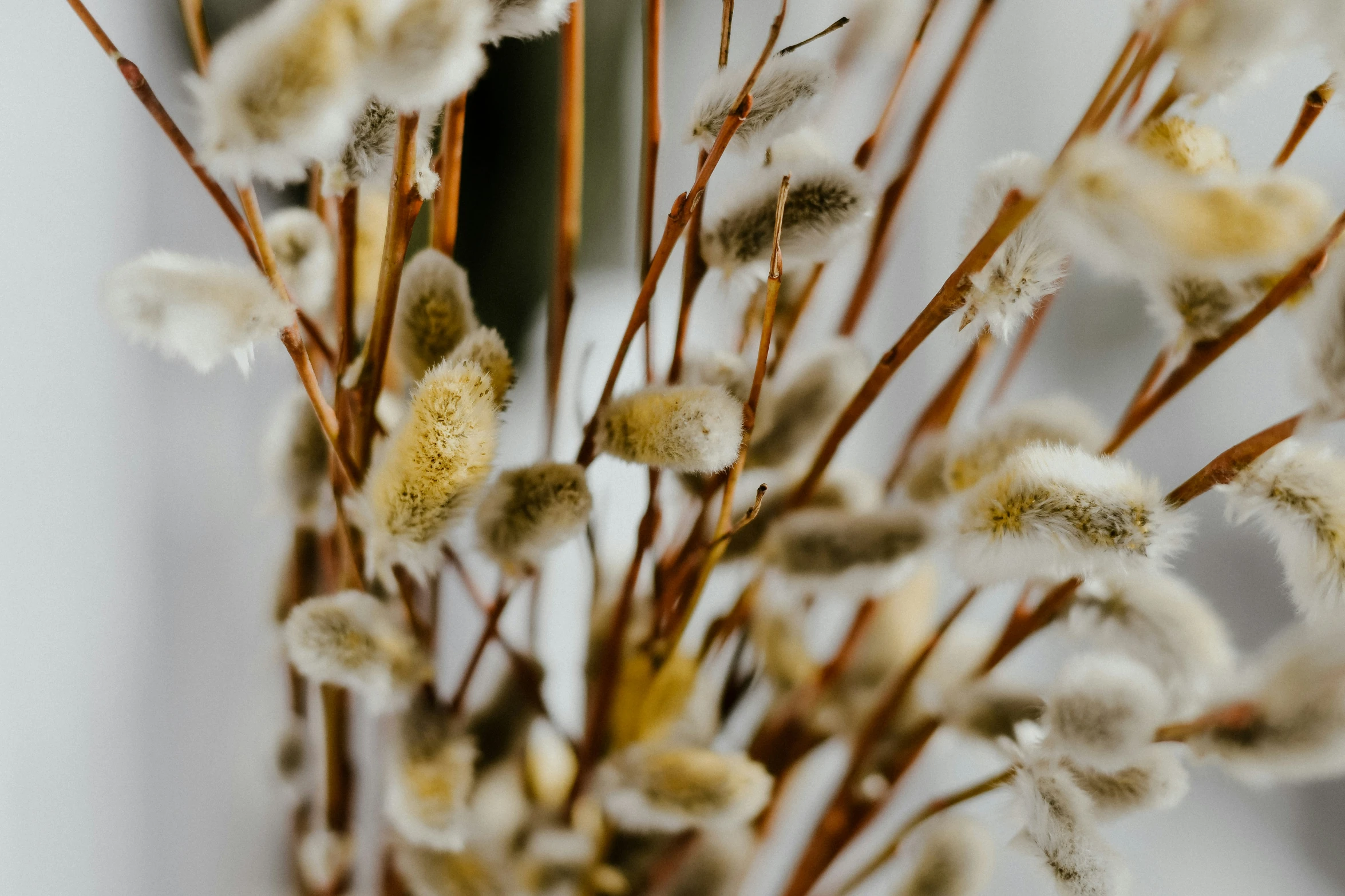 this is an arrangement of plants that looks like fuzzy fluffy flowers