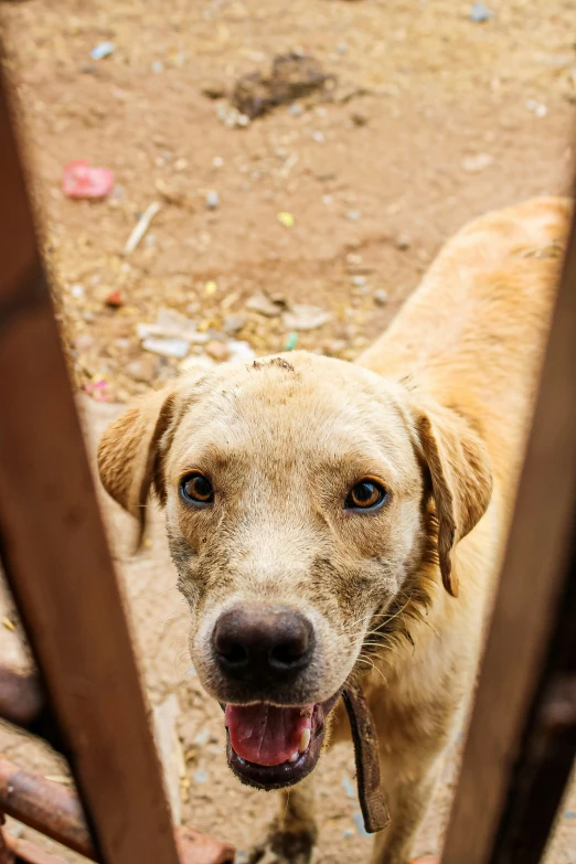 a brown dog with open mouth standing behind a gate