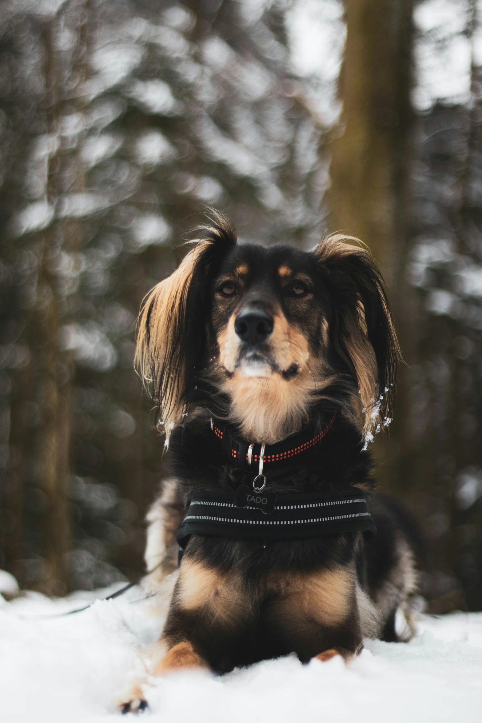 a dog in a harness sitting in the snow