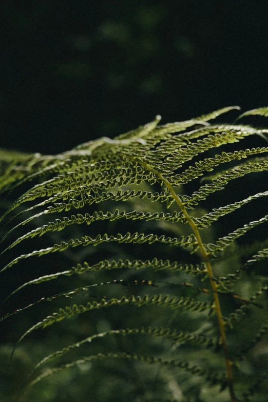 a large green fern plant with leaves and other vegetation