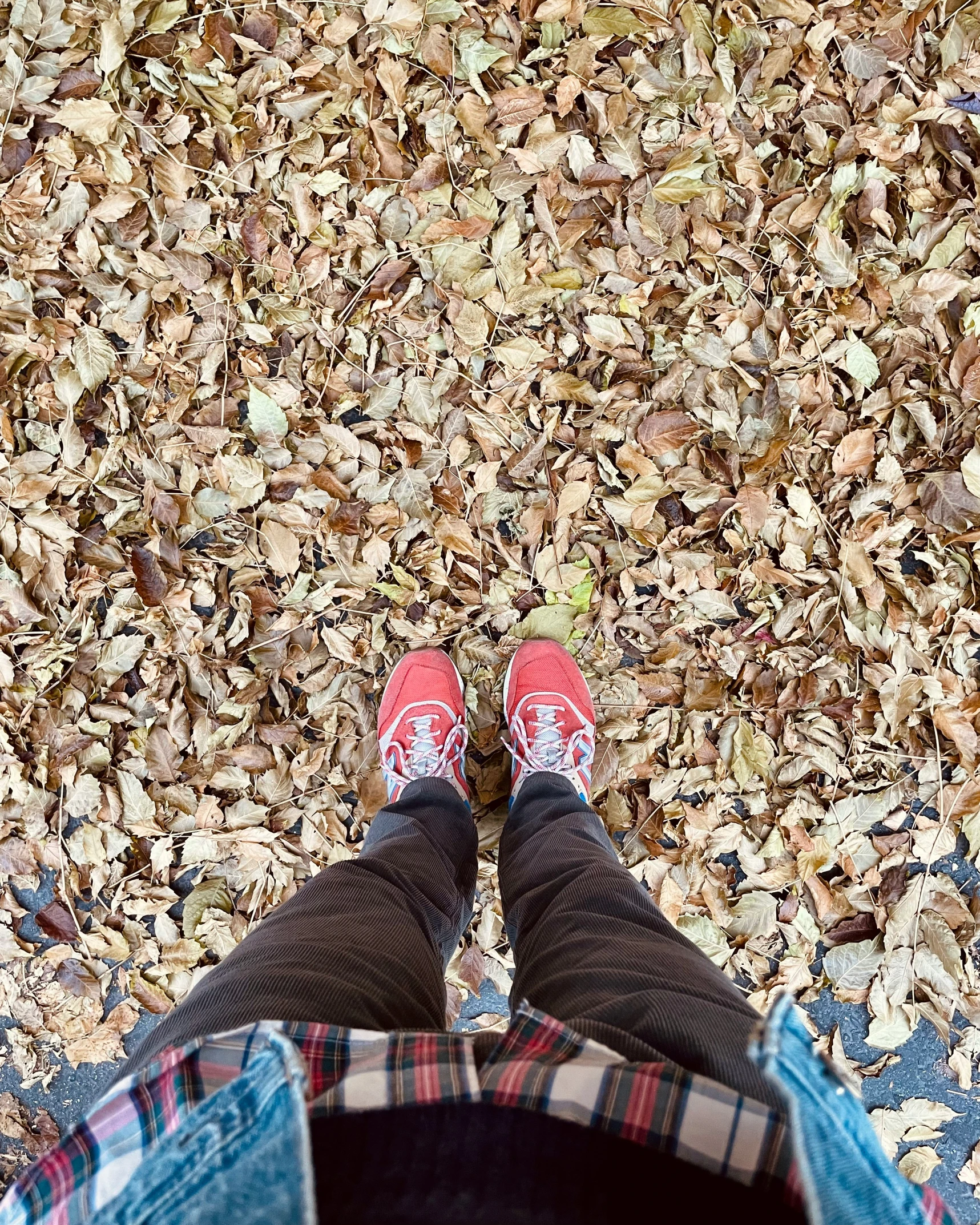 legs with a pair of red tennis shoes in the ground