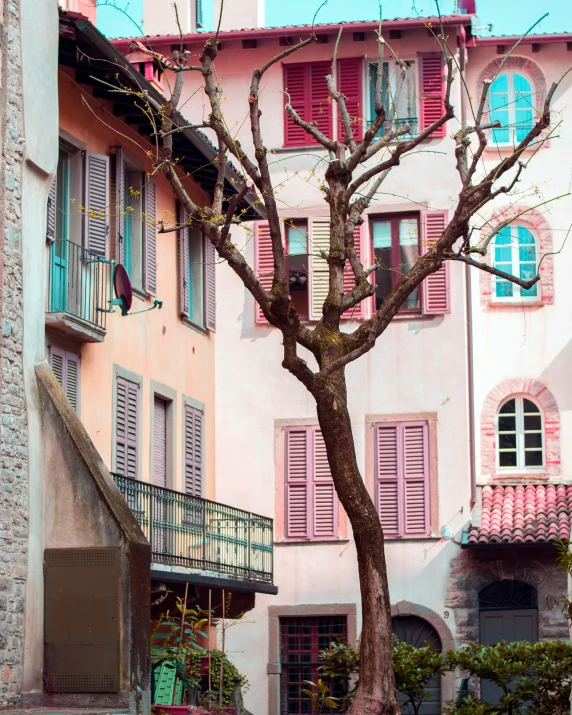 a bare tree in front of a pink building